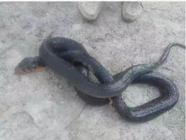 Omg! See the Black Poisonous Snake Killed in MOUAU Fish Farm In Umudike (Photos)